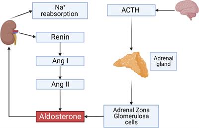 Regulation of the renin-angiotensin-aldosterone system by cyclic nucleotides and phosphodiesterases